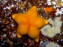Sea Star GIF - Sea Star GIFs