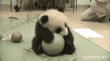 Panda Hug GIF - Panda Hug Ball GIFs