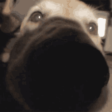 Sniffing The Story So Far GIF - Sniffing The Story So Far Quicksand Song GIFs