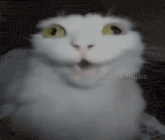 a white cat with yellow eyes is making a surprised face .