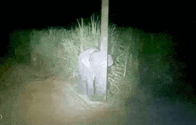 an elephant is sticking its head through a pole in the dark .