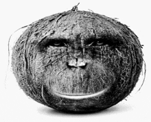 a black and white photo of a coconut with a monkey face