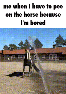 a horse standing in a fenced in area with a caption that says me when i have to pee
