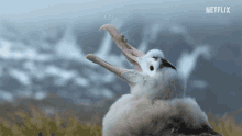 albatross chick hungry the island of south georgia squak our planet