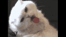 Cat Licks Lollipop GIF