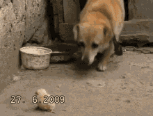 We Match! This One Is Mine! GIF - Dogs Chicks GIFs