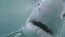 This Can Be Scary Nat Geo Explores GIF - This Can Be Scary Nat Geo Explores Shark Attack GIFs