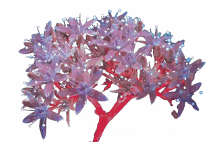 flowers gif art nature bloom for you