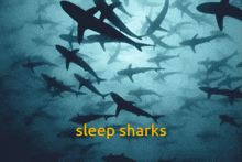 Sleep Sharks GIF - Sleep Sharks Sleep Sharks GIFs