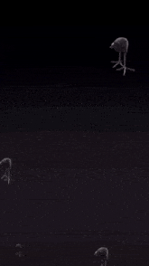 a flock of flamingos are standing on their hind legs in the dark
