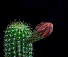 Desert Flower Blooming Cactus GIF - Desert Flower Blooming Cactus Nature GIFs