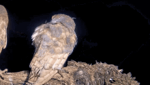 two owls are perched on a tree branch with a dark background