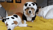 Funny Animals Cute Dog GIF