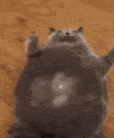 a person is petting a fat cat 's butt .