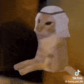 Habibi Cat Animated GIF