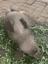 a beaver is laying on its back on a pile of grass .