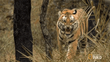 Angry Tigers Fight For Territory GIF - Angry Tigers Fight For Territory Tiger GIFs