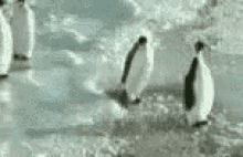 Lol Penguin GIF