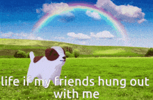a brown and white puppy standing in a grassy field with a rainbow in the background