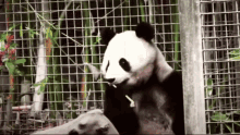 Panda New GIF - Panda New GIFs