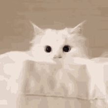 Cutecat Kawaii GIF - Cutecat Cute Cat GIFs