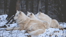 howl wolves three wolves white wolves cry out