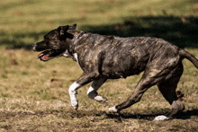 a brown and white dog running in a field