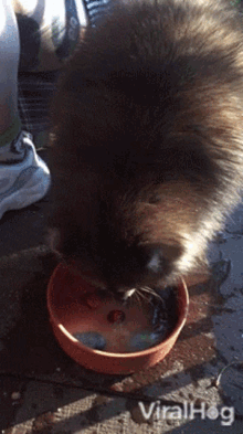 Raccoon Viralhog GIF - Raccoon Viralhog Playing With Water GIFs