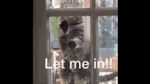 Let Me In Trapped GIF - Let Me In Trapped Cat GIFs
