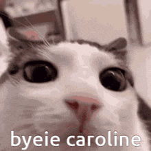 Funky Cat Gc Bye GIF - Funky Cat Gc Bye Caroline GIFs