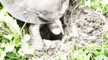 eggs turtle superspeed