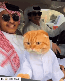 Cat Car GIF - Cat Car Saudi Arabia GIFs