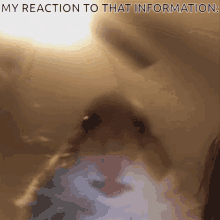 reaction hamster my reaction to that information my reaction to that information meme my reaction