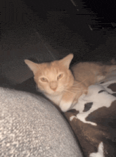a cat laying on a couch with a cow print blanket on it