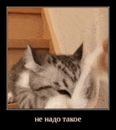 a cat is laying on a staircase playing with a toy