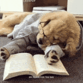 retriever puppy dogs reading nap