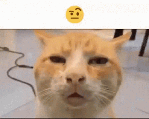 Meme Cat GIF - Meme Cat - Discover & Share GIFs
