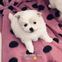 a small white puppy is laying on a pink polka dot blanket with the caption " me missing you you "