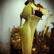 plant carnivorous