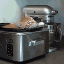 Cole And Marmalade Cat GIF - Cole And Marmalade Cat Lazy GIFs
