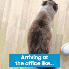 Kju Cat GIF - Kju Cat Office GIFs