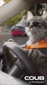 Cat Competition GIF