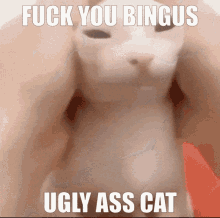 Bingus Ugly GIF - Bingus Ugly Cat GIFs