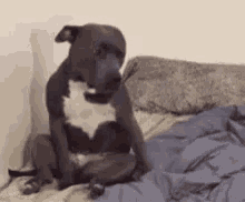 Dog Knocked Out GIF - Dog Knocked Out GIFs