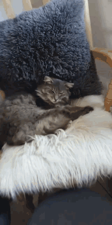 Zoom Cat GIF - Zoom Cat Sleep GIFs