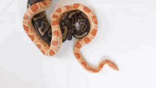 Ball Python Corn Snake GIF - Ball Python Corn Snake Hybrid GIFs