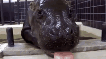 Yes, And, You Are? GIF - Hippos Hippopotamus Baby GIFs