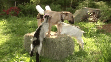 Sure, Why Not GIF - Dogs Goats Hungry GIFs