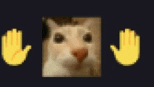 a close up of a cat 's face with two hands in front of it .