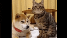 Cat Cat With Mouth GIF - Cat Cat With Mouth Am I A Cat GIFs